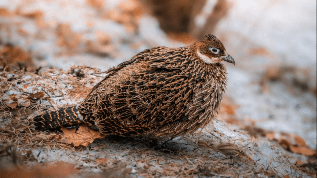 Himalayan monal - rastrpakshi of himanchal pradesh 2 Female himalayan monal